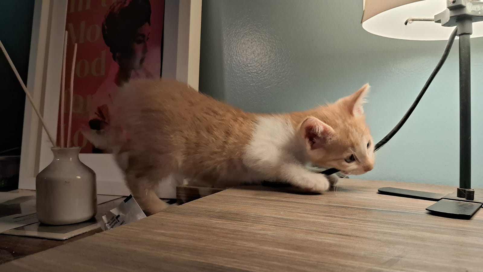 Kittens from downstairs