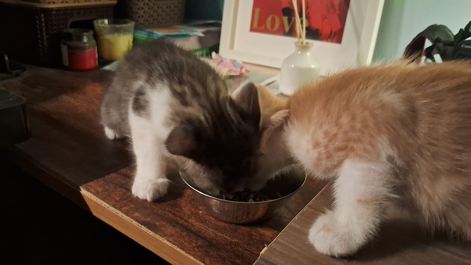 Kittens from downstairs