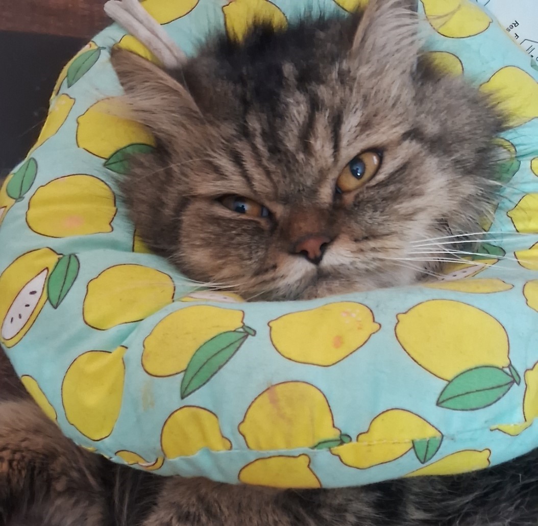 Malcolm wearing a cat cone, to prevent him from licking his wounds.